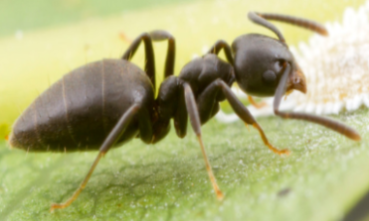 White-footed ant